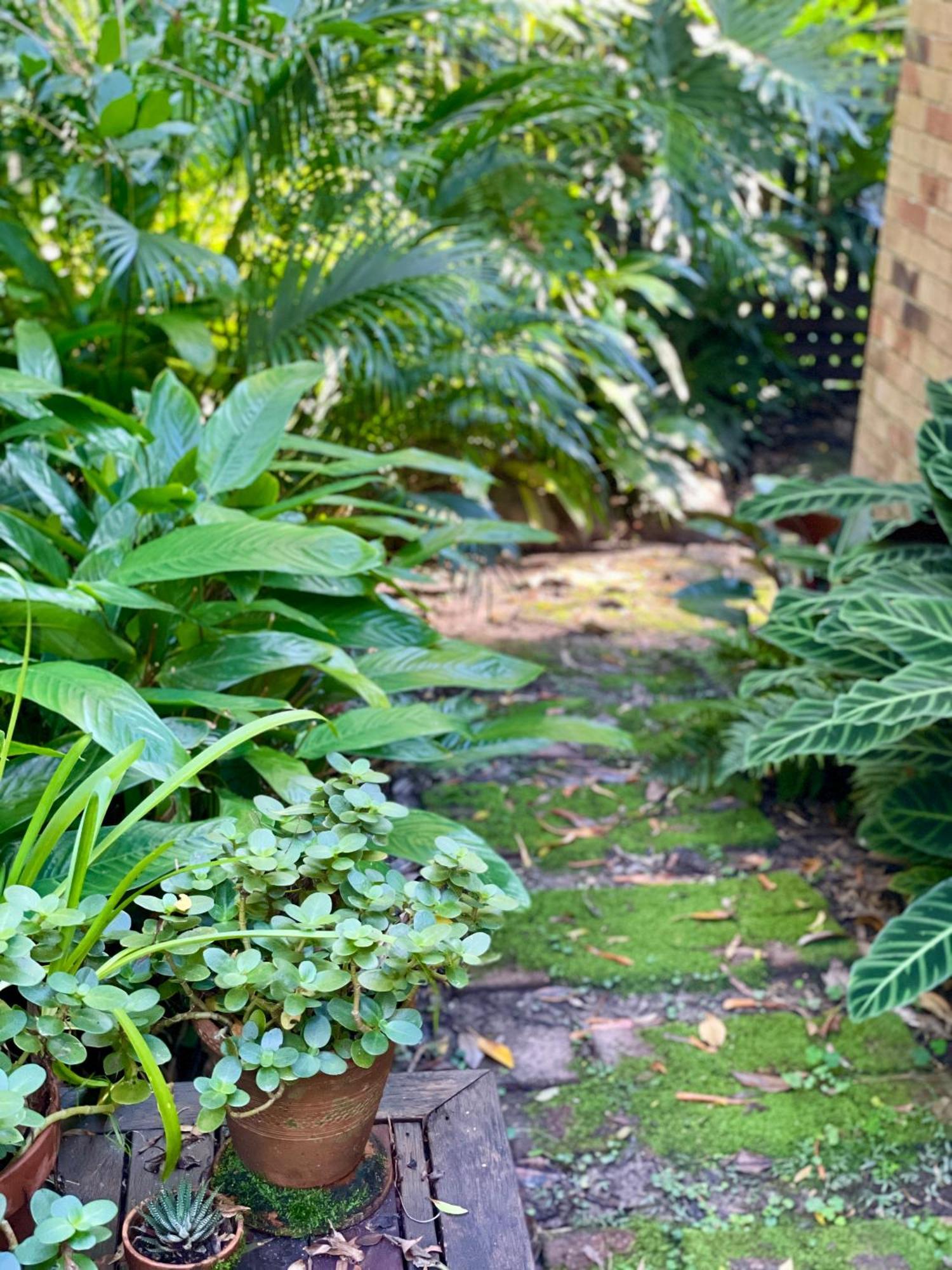 Lilli Pilli Guesthouse Byron Bay Exteriör bild